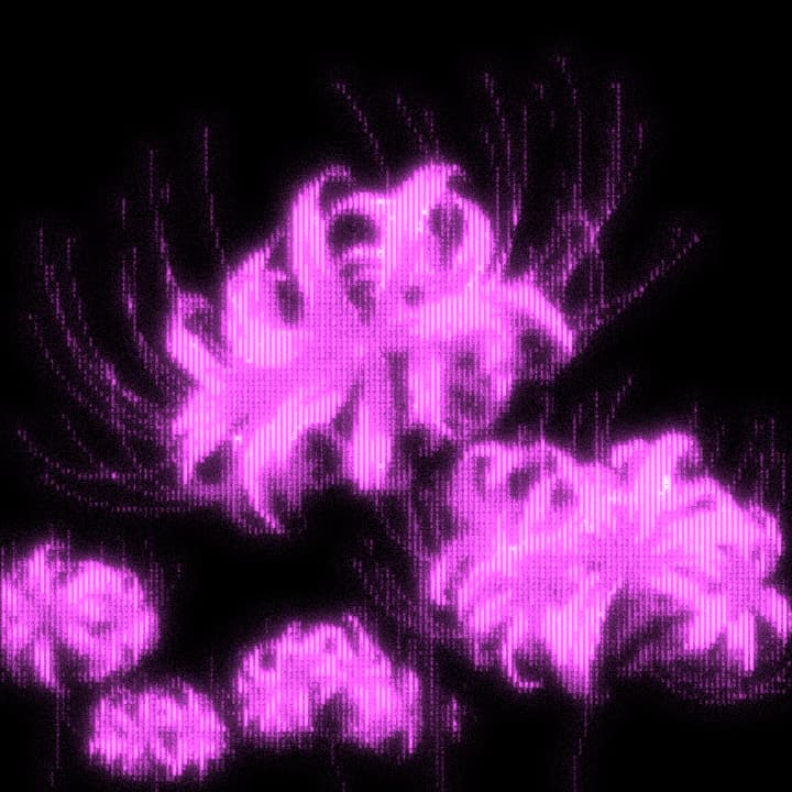 Spider flower artwork